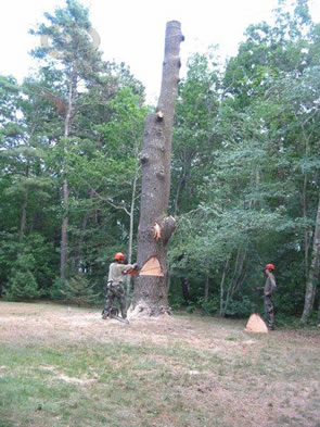 tree trunk cutting