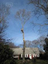Cape Cod tree removal