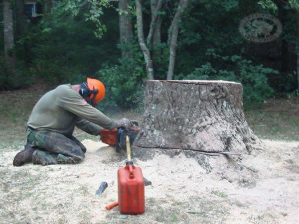Treefrog tree stump removal